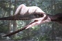 photo-7du-film-les-pterodactyles-jpg