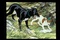 photo-3-du-film-the-plague-dog-jpg