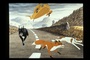 photo-5-du-film-the-plague-dog-jpg