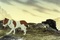 photo-7-du-film-the-plague-dog-jpg