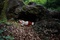 photo-3-du-film-a-pas-de-loup-jpg