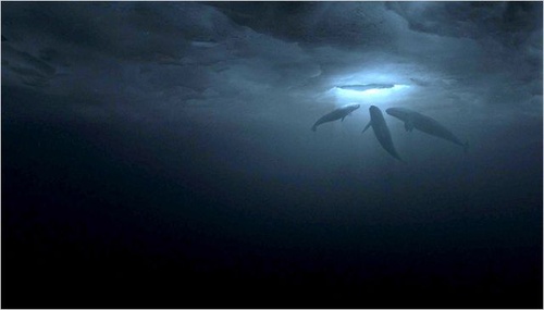 les-trois-baleines-jpg