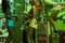 selena-gomez-danse-a-gauche-png