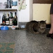 un-gros-chat-jpg