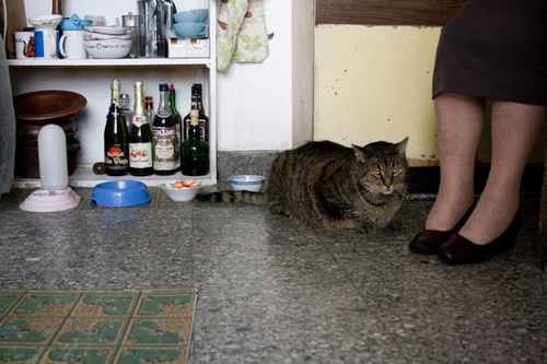 un-gros-chat-jpg