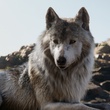 the-jungle-book-032-ak-0060-comp-v0319-right-86415-jpg