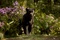 the-jungle-book-051-bf-0410-comp-v0250-087218-jpg