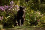 the-jungle-book-051-bf-0410-comp-v0250-087218-jpg