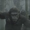 la-planete-des-singes-2-jpg - La Planète des singes : Les origines 2 