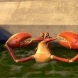 un-crabe-jpg