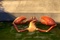 un-crabe-jpg