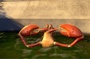 un-crabe-jpg