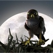 droles-d-oiseaux-jpg