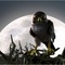 droles-d-oiseaux-jpg - Drôles D'oiseaux 
