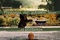 Affiche du film Printemps, été, automne, hiver ...et printemps