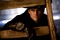 Walton Goggins dans le rôle de "Chris Mannix" dans le film "Les Huit Salopards"