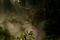 tarzan1-jpeg