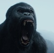 tarzan-jpeg