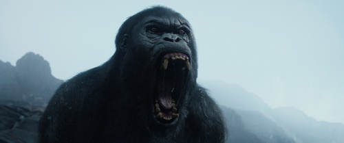 tarzan-jpeg
