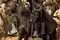 zorro-jpg