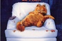 Affiche du film Garfield