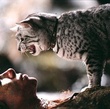 le chat redonnant la vie a halle berry - Catwoman