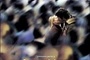 Affiche du film Les Parisiens