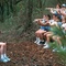 alyson  hannigan  - American Pie 2 - American Pie 2 