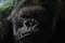 king kong - King Kong