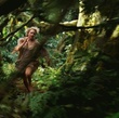 naomi watts fuyant - King Kong