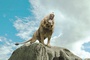 aslan rugissant - Le Monde De Narnia - Chapitre 1