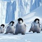 des-petits-manchots-jpg - Happy Feet 