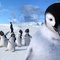 gloria-jpg - Happy Feet 