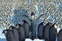la-tribu-des-manchots-jpg