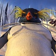 le-chef-des-pingouins-jpg