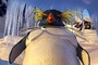 le-chef-des-pingouins-jpg