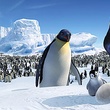 papa-pingouin-regardant-son-oeuf-jpg