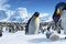 papa-pingouin-regardant-son-oeuf-jpg