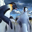 plusieurs-pingouins-jpg