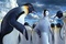 plusieurs-pingouins-jpg