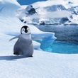 un-petit-pingouin-jpg