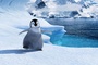 un-petit-pingouin-jpg