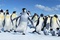 un-pingouin-danseur-jpg