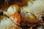 Affiche du film Jeanne d'Arc