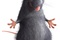 ratatouille 03 - Ratatouille