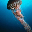 Anemone - Deep Sea Dansons sous la mer