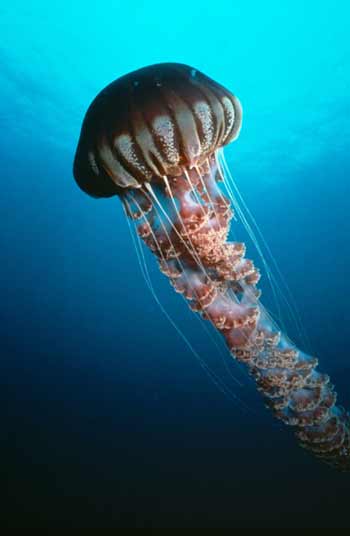 Anemone - Deep Sea Dansons sous la mer