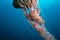 Anemone - Deep Sea Dansons sous la mer