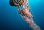 Anemone - Deep Sea Dansons sous la mer
