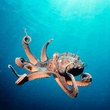 Couleuvre - Deep Sea Dansons sous la mer